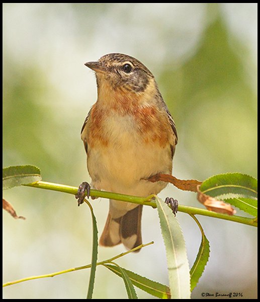 _6SB2141 bay-breasted warbler female.jpg